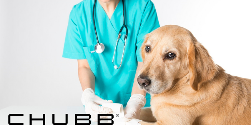 Decoding Healthy Paws Pet Insurance coverage