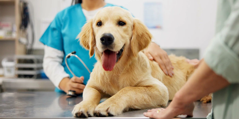 Healthy Paws Pet Insurance Reviews: A customer perspective