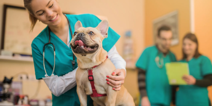 healthy paws pet insurance reviews