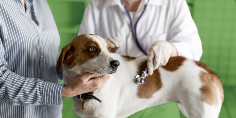 healthy paws pet insurance reviews